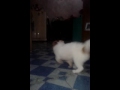 shichi pup named pixie