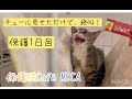 【フーフーシャーシャー子猫】威嚇すごいよ~手が出るよ~。どうなる1日目。