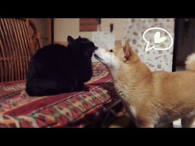 猫を愛でるうちに燃えてきた柴犬 Dog Licking Cat