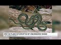 Highway 59 plans interrupted by endangered snake