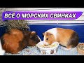 Всё о морских свинках, уход и содержание в домашних условиях