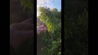 uk outdoor guerilla growing #right2growUK
