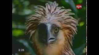 eagle strongest biggest