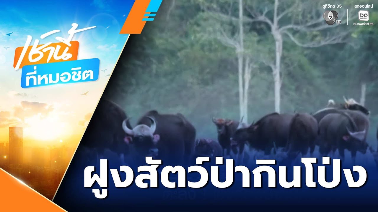 ตะลึง ! ฝูงสัตว์ป่ากินดินโป่ง อุทยานแห่งชาติเขาใหญ่ | เช้านี้ที่หมอชิต