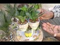 Reusing Ceramic cup as tree pot (with english subtitle)