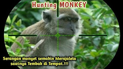 🌎Hunting MONKEY.semakin merajalela saat nya Tembak di Tempat.!!!