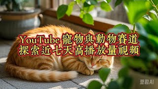 Youtube 宠物与动物赛道 探索近七天高播放量视频