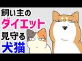 【犬猫まんが】飼い主のダイエットを生暖かく見守る柴犬と猫