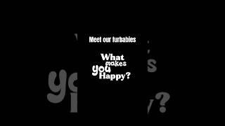 Meet all of our furbabies. #cat #catshorts #catvideos #catlovers #cutecat #whatmakesyouhappy