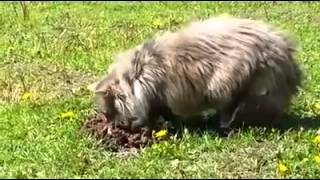 Kak Kot Krota Unizil