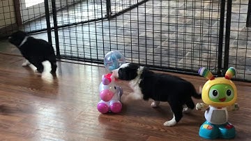 Fuchsia x Skim pups 3/9/18