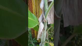 alasan pohon pisang tumbuh tinggi tapi sulit berbuah