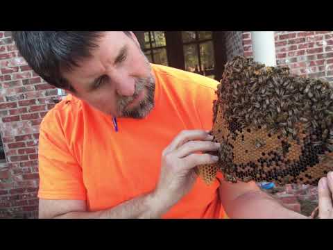 we're-mite-checking-wild-honey-bee-colonies