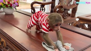 Dad tried to stop her, but baby monkey Kyo still wanted to help with mopping and washing dishes...