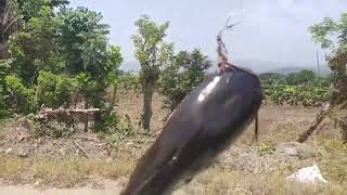 Conoce Todo Acerca Del Temible Pez Gato Que Llego A Rd Para Acabar Con Toda Especie Nativa