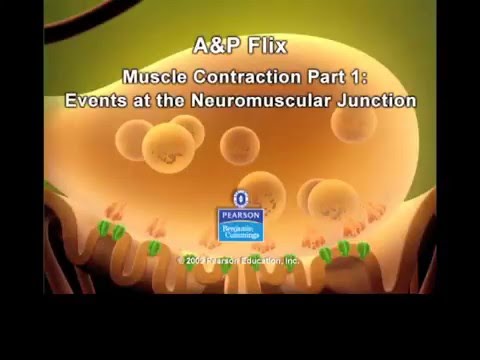 Neuromuscular Junction Cartoon