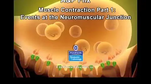 Neuromuscular Junction- Excitation