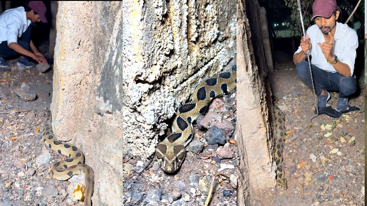 😱🐍विषारी घोणस साप किती निवांत बसलेला पाहा🐍😳