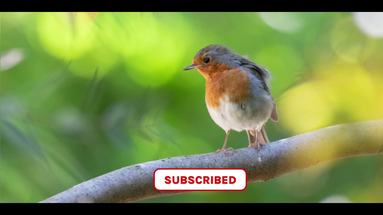 Pure sound of the nightingale song in the forestSound