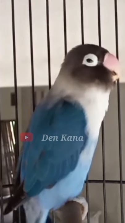 pancingan lovebird ngekek panjang #birds #lovebirds #lovebirdngekekpanjang