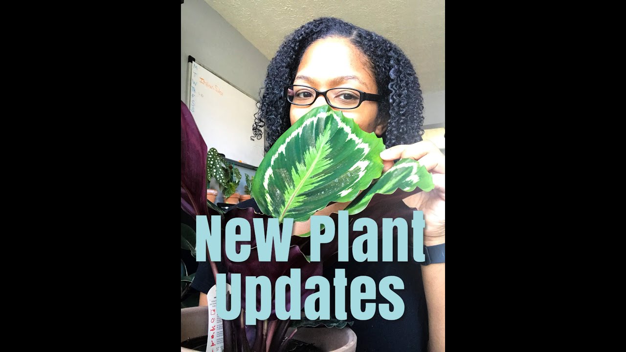 New Plant Updates - YouTube