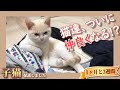 先住猫と仲直り!? - ミルクティーのような子猫♀を保護しました【1ヶ月と3週間】