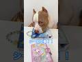 ロッキーとシール交換!今回はレート合ってる?【ピットブル】#shorts