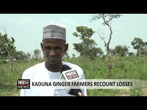 KADUNA GINGER FARMERS RECOUNT LOSSES