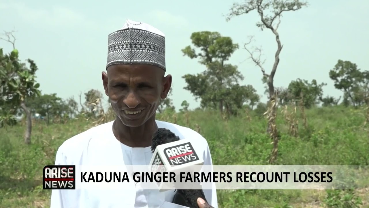 KADUNA GINGER FARMERS RECOUNT LOSSES