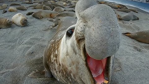 Elephant Seal Fight! Robot Spy Penguin Needs Backup From Spy Elephant Seal!