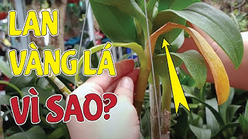 Lan Bị VÀNG LÁ Nguyên Nhân Vì Sao Không Phải Ai Cũng Biết  | #MêLanTV