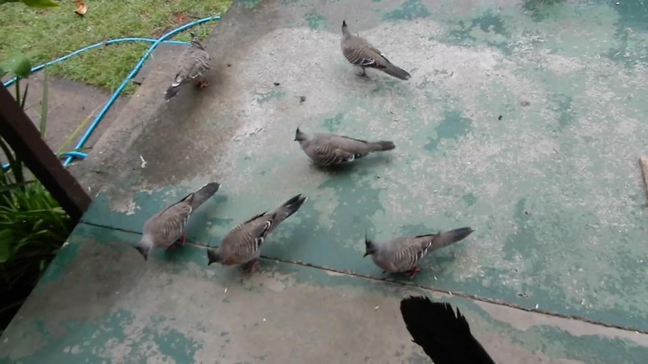 Crested pigeons and a Lyrebird