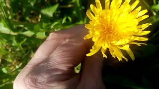 This is not a weed: Dandelion. Taraxacum officinale