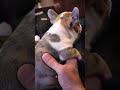 the GeoKnife Belluf new fabsterun design #edc #puppy #cute #knifecommunity #knifeskills