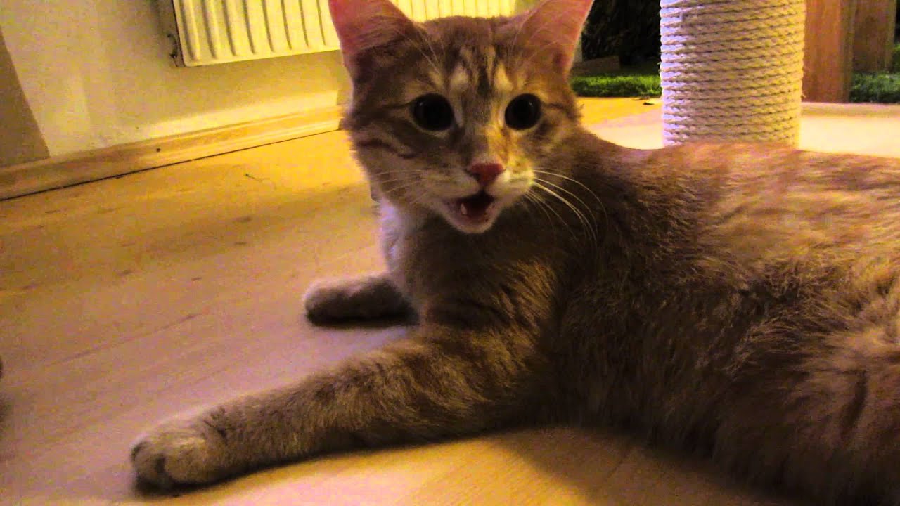 Artus Kater Hechelt Youtube