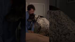 German Shorthaired Pointer argues with dad every night and refuses to move out of dad's sp