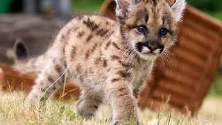 black puma cub