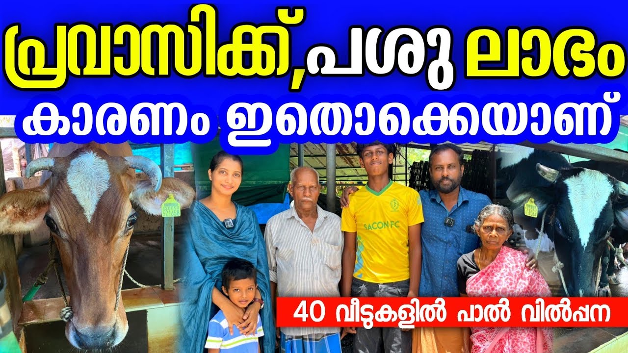 പശു ഫാം തുടങ്ങാൻ ആഗ്രഹിക്കുന്നവർ ഉറപ്പായും കണ്ടിരിക്കേണ്ടുന്ന വീഡിയോ. |dairy farm success malayalam