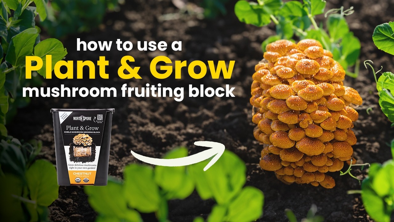 Как использовать стартовый набор для выращивания грибов 