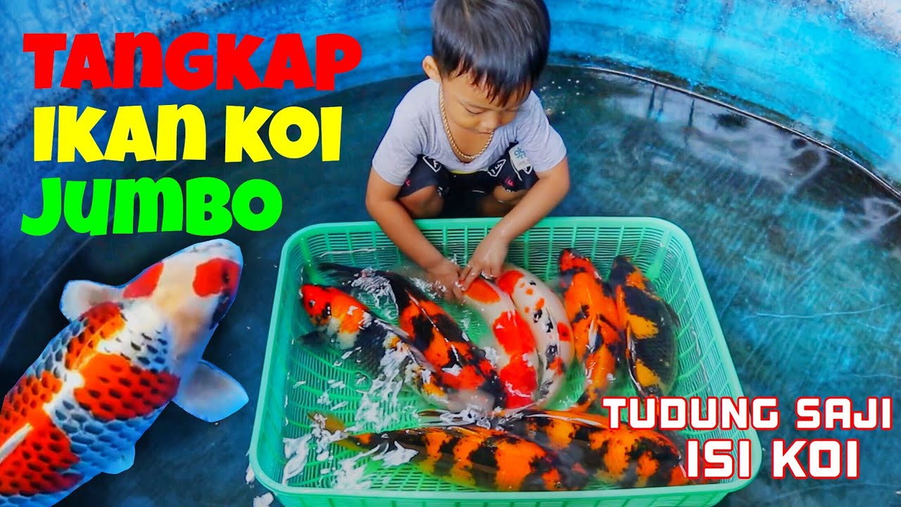 Lucu balita Tangkap ikan koi jumbo - cute little boy playing with big
