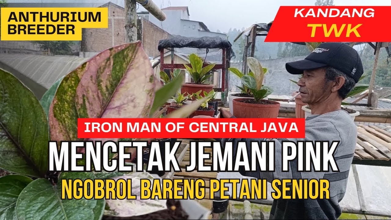 Tips Perawatan Jemani Pink | Sharing Caring di Kandang TWK