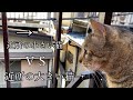 一人暮らしの男の家に猫が２匹同時に来た。１／２