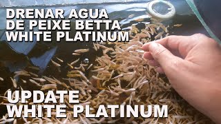 UPDATE IKAN CUPANG WHITE PLATINUM