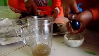 P5: Pembuatan Minyak Biji Bintaro SBG bahan bakar alternatif pengganti kerosin (penghalusan biji)