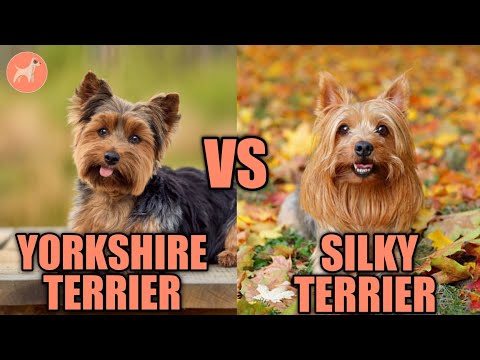 Videó: Mi a különbség a Selymes Terrier és a Yorkshire Terrier hajai között?