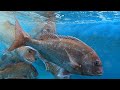 【底引網漁】とんでもない量のタイが獲れました！