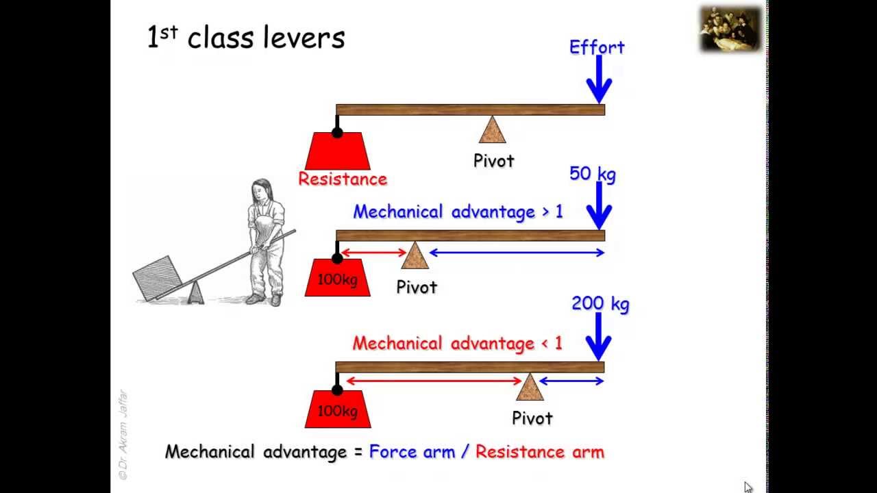 ️ Levers in our body. What Are the Different Types of Levers in the