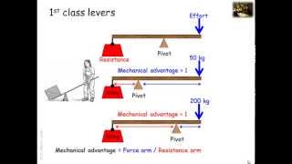 Lever systems in the human body