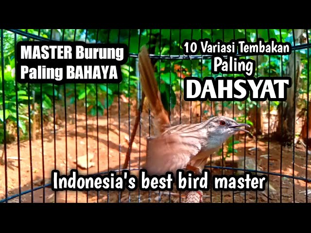 10 Variasi Tembakan Burung CIGUN Paling di CARI||Indonesia's best bird master class=