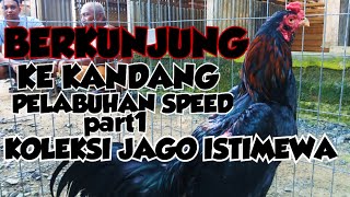 Berkunjung Ke Kandang Ayam Terbesar Di Kota Batulicin Kalsel Ayam Istimewa